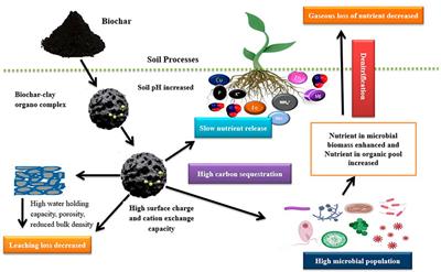 Frontiers | Biochar-Soil-Plant Interactions: A Cross Talk For ...